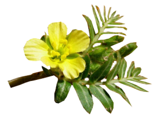 Tribulus terrestris pour aider les hommes dans leur libido.