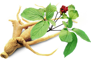 Ginseng plante favorisant la sexualité de l'homme.